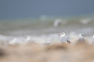 test-1
